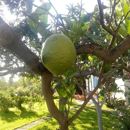 Avocado Beyond לינה וארוחת בוקר 4*