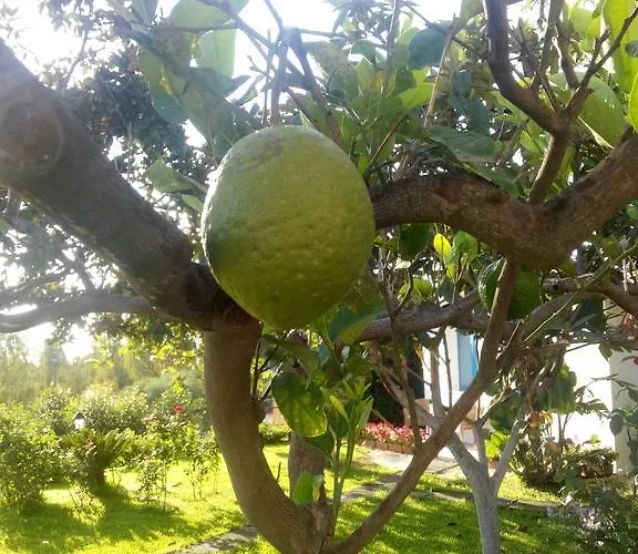 Avocado Beyond Frühstückspension 4*